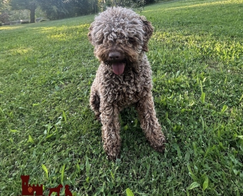 good breeder italy lagotto
