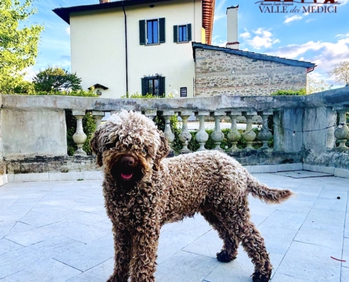 happy pup lagotto romagnolo