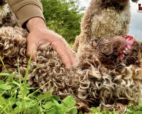 health lagotto romanolo