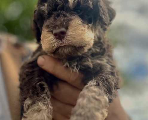lagotto pup brown focated