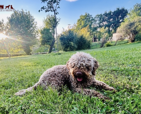 lagotto romagnolo sweet