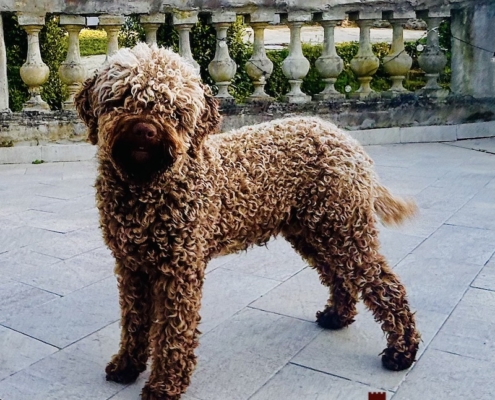 sweet lagotto romagnolo