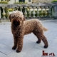sweet lagotto romagnolo