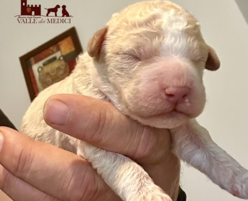 lagotto romagnolo puppy 2025