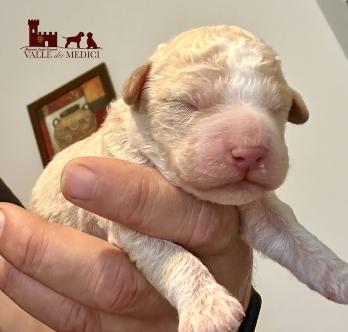 lagotto romagnolo puppy 2025 lagotto romagnolo puppy 2025