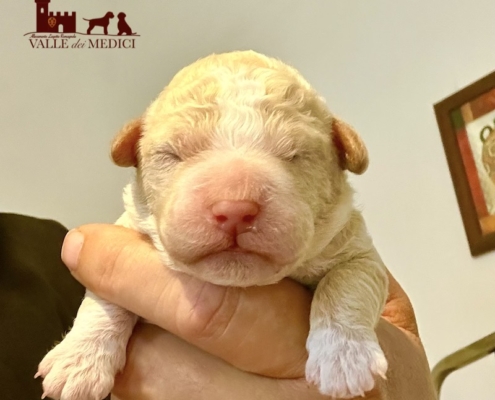 lagotto romagnolo puppy orange male