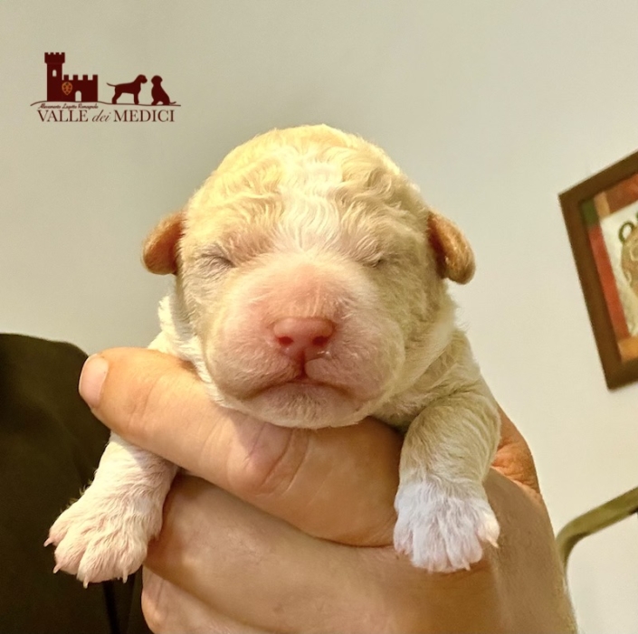lagotto romagnolo puppy orange male lagotto romagnolo puppy orange male