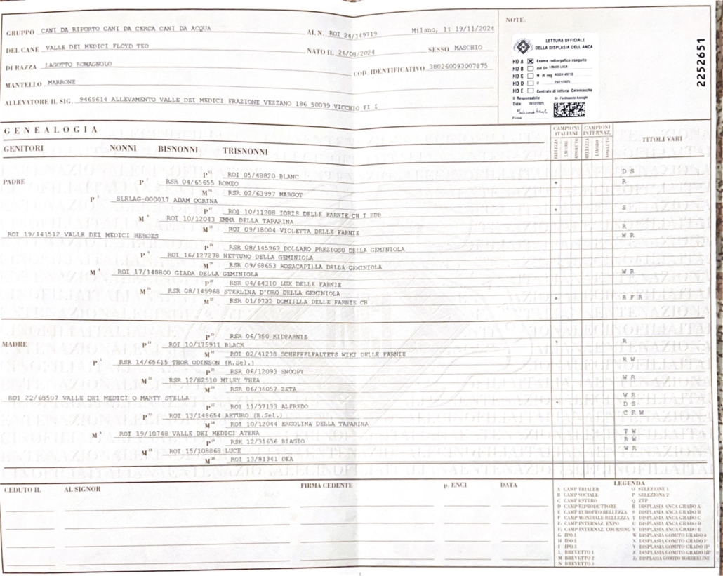 Pedigree maschio lagotto riproduttore teo