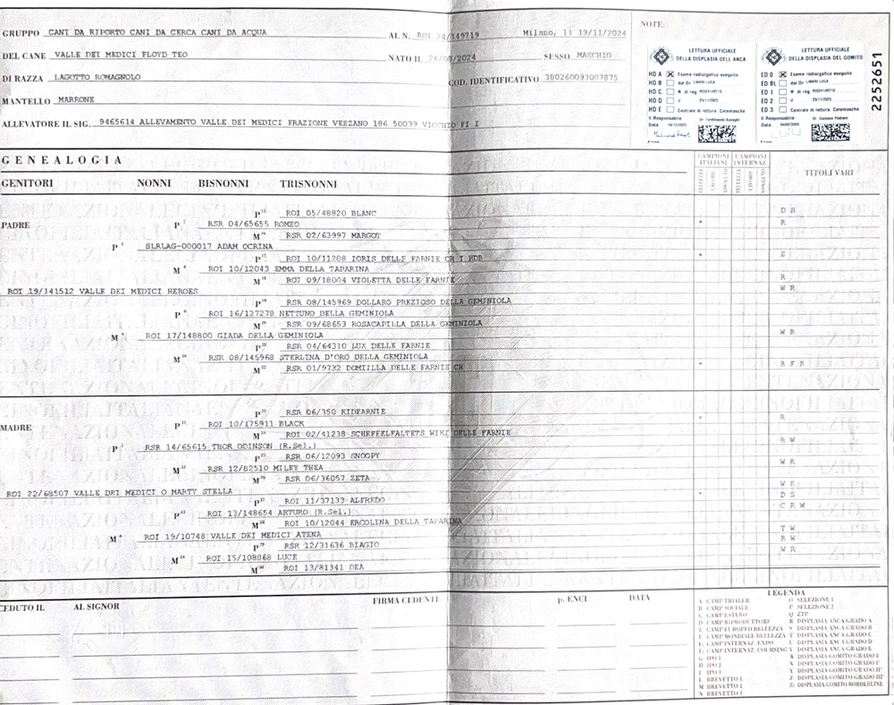 Pedigree maschio lagotto riproduttore teo