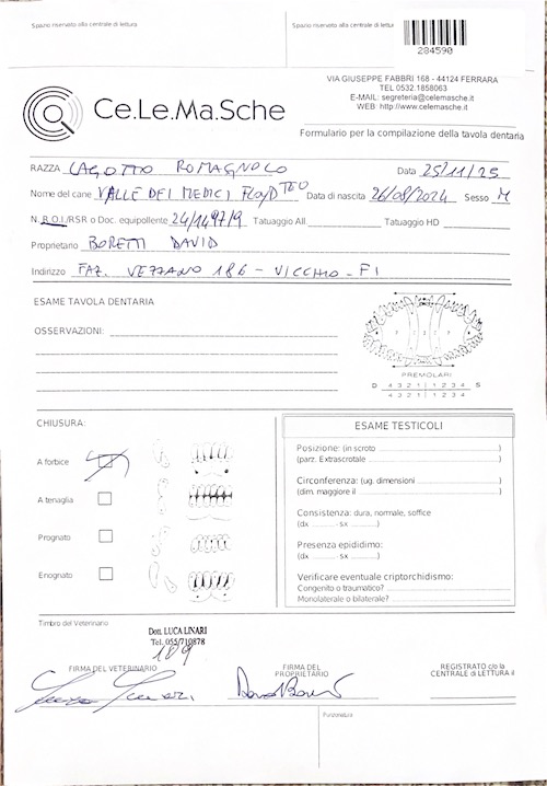 Scissor bite lagotto romagnolo stud teo