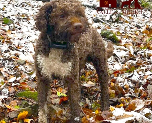 beautifull lagotto romagnolo male teo
