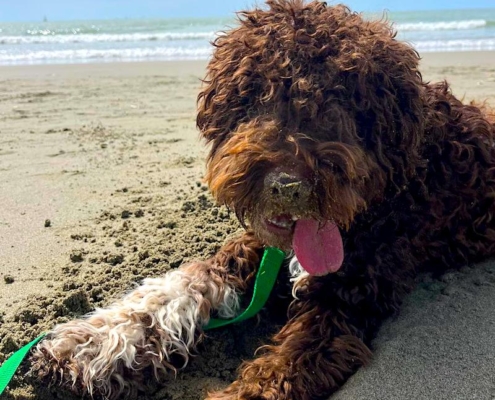 companion dog lagotto teo