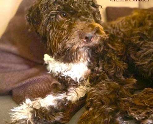 company lagotto in house teo