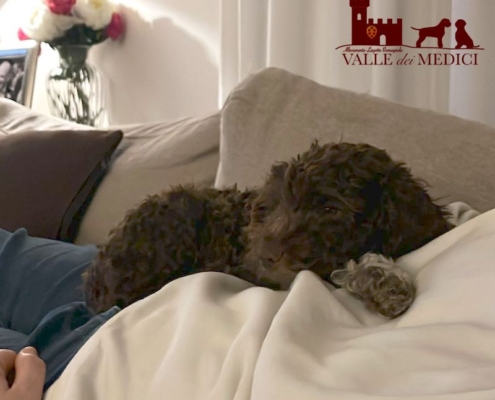 dog for company lagotto romagnolo teo