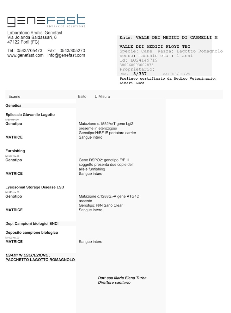 genetics test lagotto stud teo