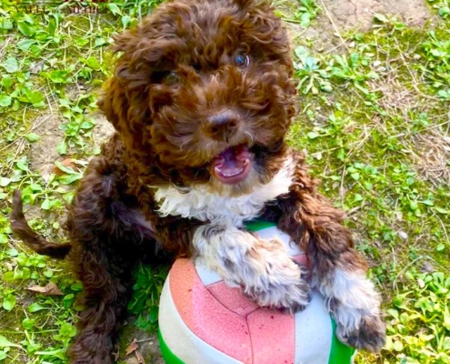 happy lagotto romagnolo puppy teo