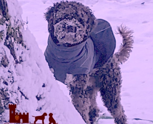 lagotto in the snow teo