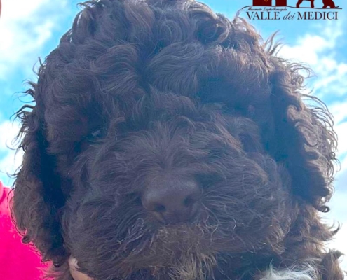 puppy brown breed lagotto teo