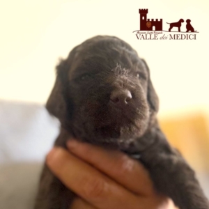 beautyfull lagotto romagnolo