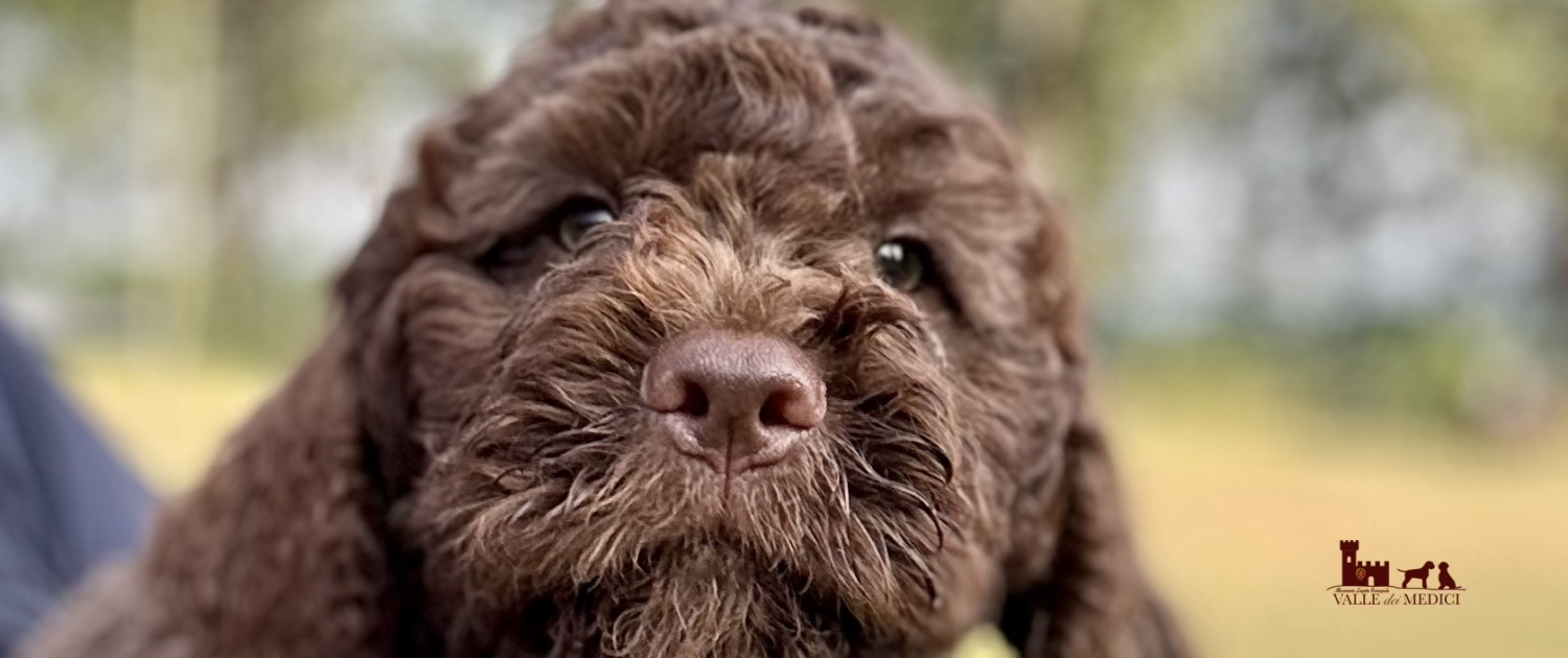 lagotto-puppies-available-italian-kennel