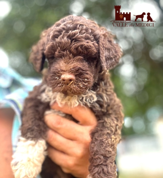 breeder lagotto romagnolo italy pup breeder lagotto romagnolo italy pup