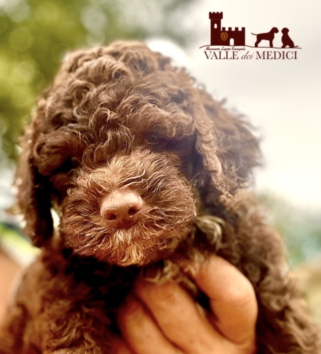 lagotto romagnolo italian dog lagotto romagnolo italian dog