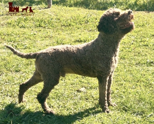 allevamento breeding lagotto leone