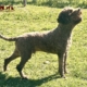 allevamento breeding lagotto leone