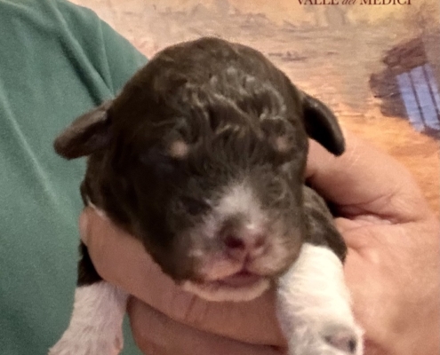 brown-roan-lagotto-romagnolo-puppy-02