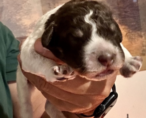 cute-lagotto-romagnolo-puppy-chocolate-05