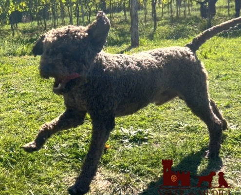 enjoy lagotto leone stallion