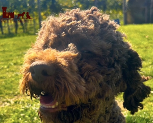 head lagotto leone