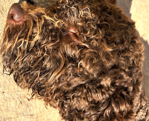 head lagotto romagnolo leone