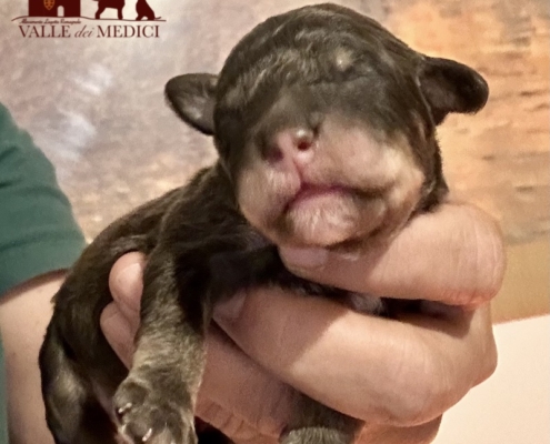 italian-water-dog-puppy-chocolate-white-03