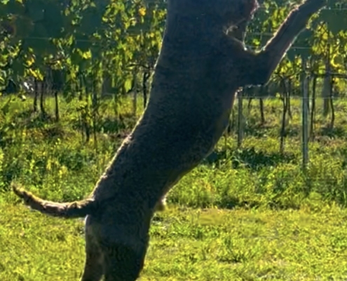 jump lagotto leone