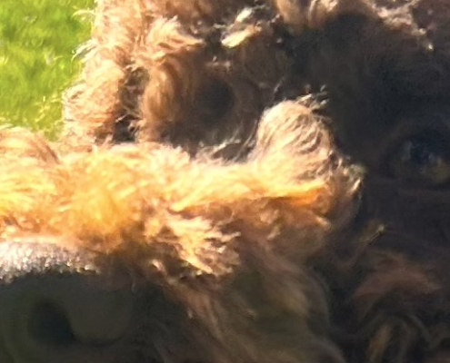 lagotto leone eyes