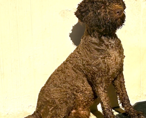lagotto male reproductor Leone