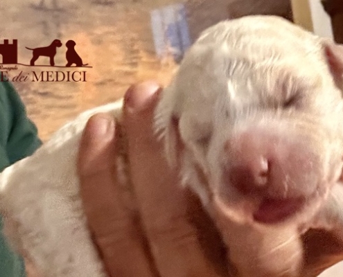 lagotto-puppy-love-brown-white-06