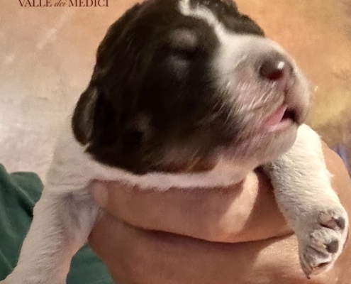 lagotto-romagnolo-litter-brown-roan-04