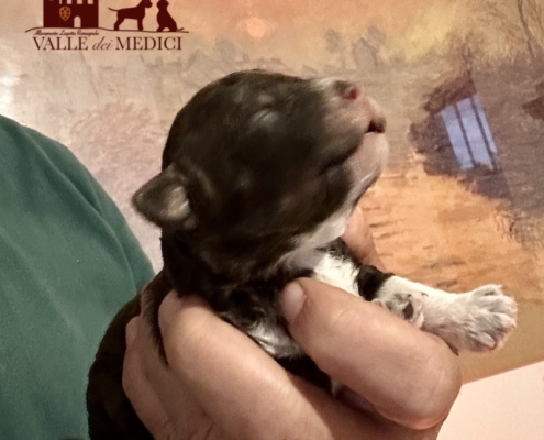 lagotto-romagnolo-puppy-brown-white-01