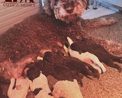 litter lagotto romagnolo 2026