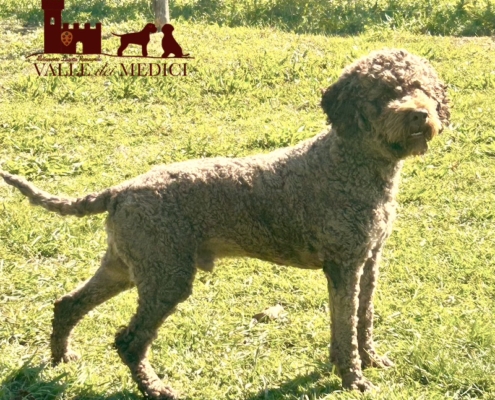 show lagotto leone stud