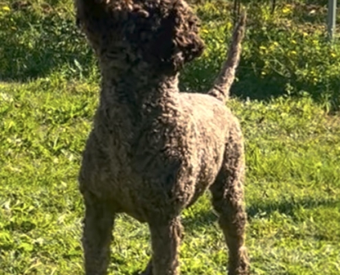 smart lagotto leone