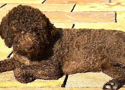 stud lagotto romagnolo leone