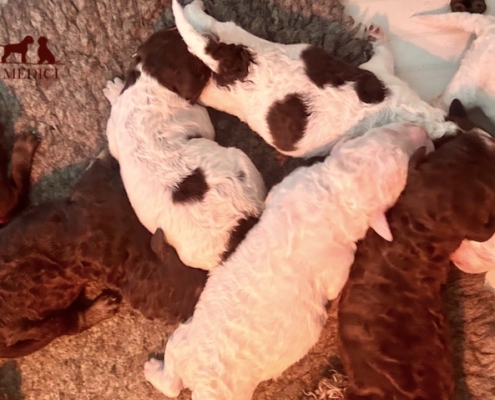 super puppies lagotto litter